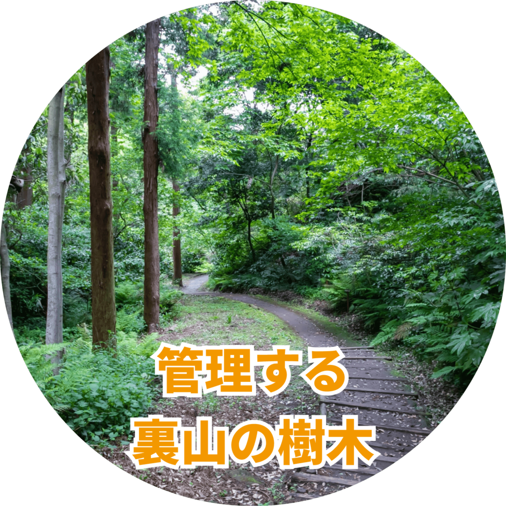 管理する 裏山の樹木