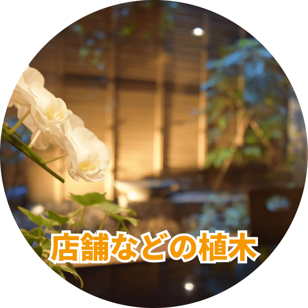 店舗などの植木