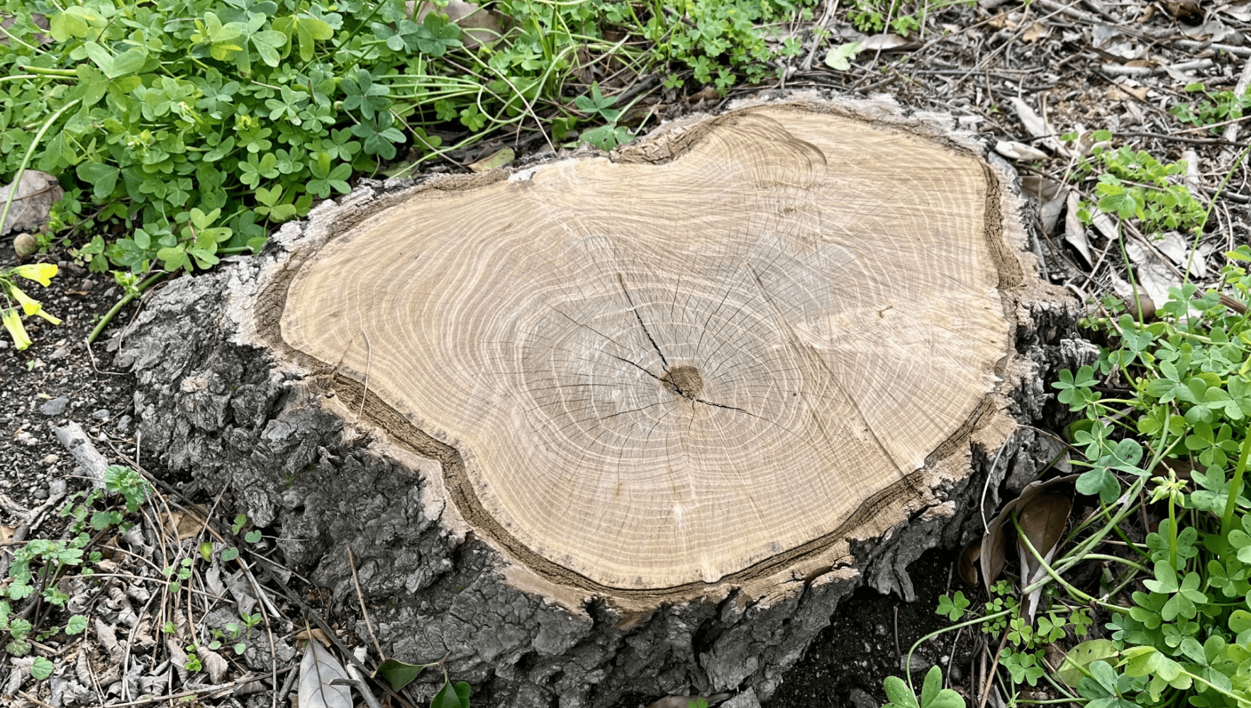 切り株の画像